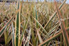 Phormium golden ray