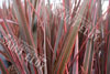 Phormium rainbow chief