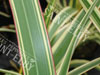 Phormium tricolor