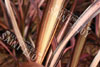 Phormium vener