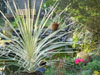 Cordyline dazzler