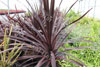 Cordyline black night