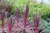 Cordyline pink passion