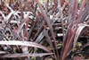 Cordyline renégade