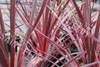 Cordyline sunrise 1