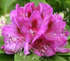 Rhodo anna kruschke