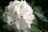 Rhodo mme masson