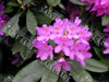 Rhodo ponticum