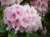 Rhododendron Rose