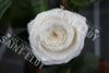 Camelia alba plena