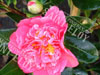 Camelia anticipation