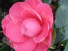 Camelia Apollo