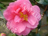 Camelia blue danube