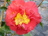 Camelia blood of china