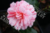 Camelia bonbon blush