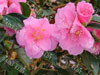 Camelia brigadoon