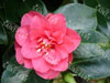 Camelia campbelli