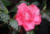 Camelia chandleri elegans