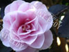 Camelia cm wilson