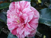 Camelia comte de gomer