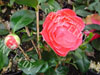 Camelia crimson glory