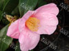 Camelia debutante