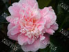 Camelia duchesse de caze