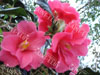 Camelia freedom bell