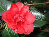 Camelia general leclerc