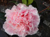 Camelia hawai