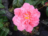 Camelia imperator