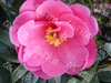 Camelia inspiration