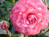 Camelia italiana