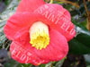 Camelia jupiter