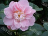 Camelia king ramson