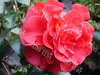 Camelia knudsen