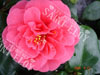 Camelia lady campbel