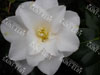 Camelia lilian rickets