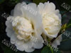 Camelia main size