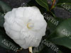 Camelia mathotiana alba