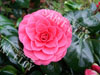 Camelia mme lebois