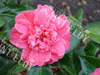 Camelia mme martin cachet