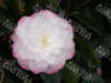 Camelia nuccio pearl