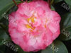 Camelia nucio jewel