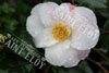 Camelia quintescence