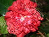 Camelia ruby weeding