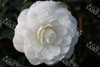 Camelia satsuma