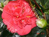 Camelia saturnia