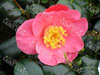 Camelia souvenir de la beaujoire