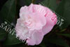 Camelia sweet jane